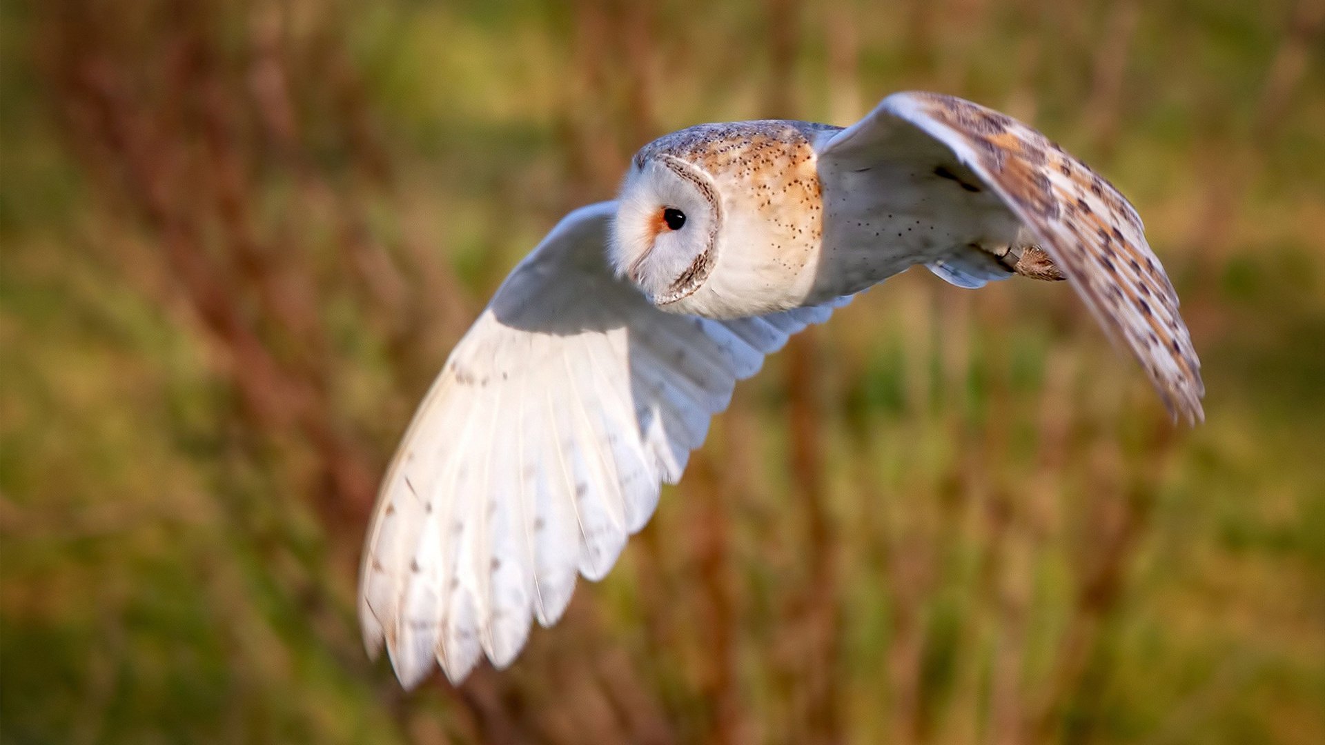 快船在比赛中多次快攻得手，最终击败对手，迎来三连胜！，快船经典比赛